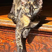 Basil is registered to the contest to win money with this photo: cat, tortoiseshell, sunlight, wood, paw, lounging, relaxed, indoor, feline, pet, animal, shadow, texture, closeup, one_paw, resting, warm, sunbeam, fur, domestic_cat