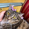 animal, cat, chair, close_up, comfort, cozy, cute, domestic_animal, feline, flower_crown, fur, hand, indoor, pet, portrait, relaxed, striped_cushion, tabby, whiskers, yellow_eyes