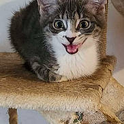 Groot joined the competition — help win amazing prizes! animal, cat, cat_tree, claws, cute, domestic, ears, expression, feline, fur, indoor, kitten, looking, mammal, pet, playful, resting, scratched, whiskers, young