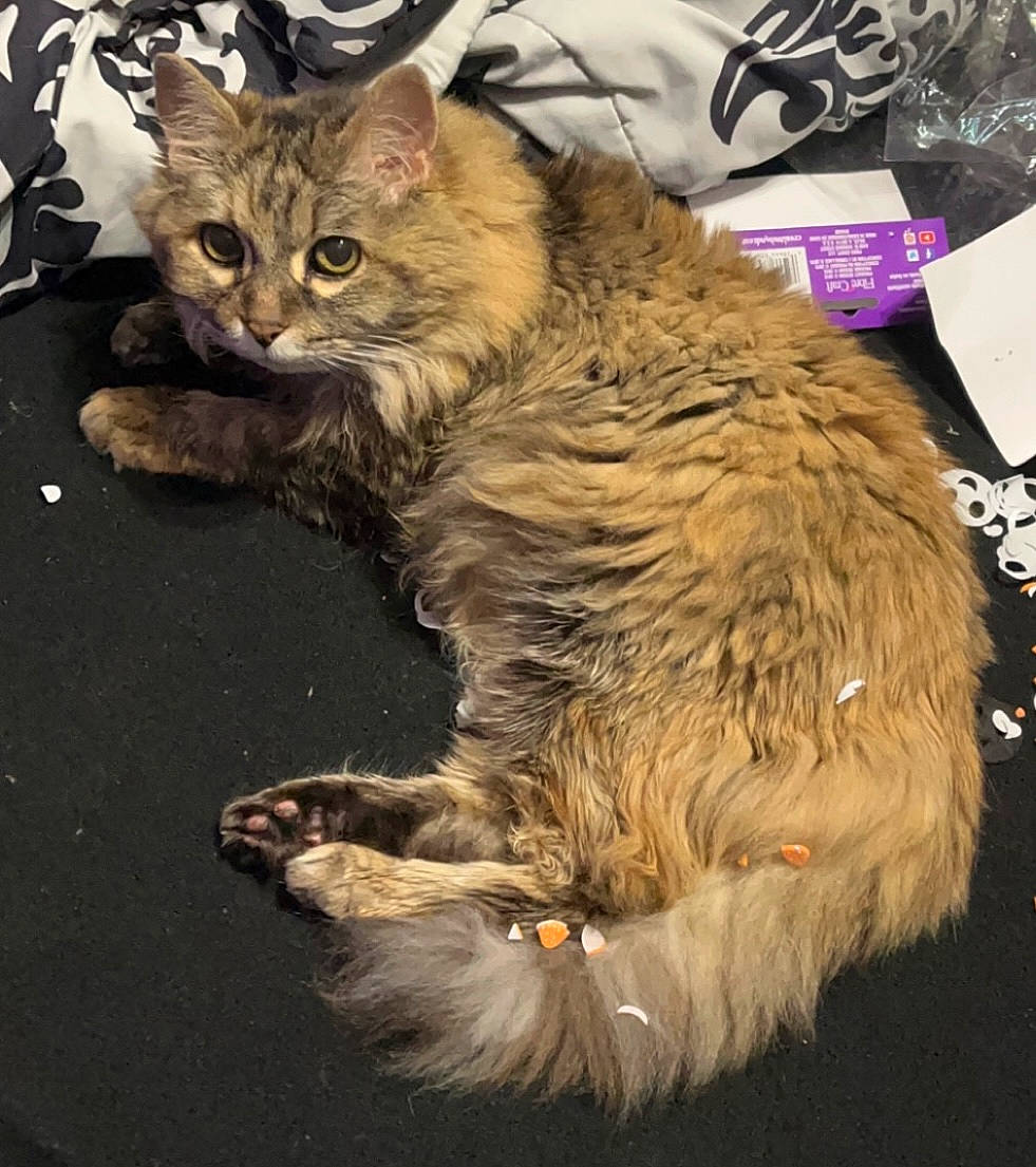 Tax is registered to the contest to win money with this photo: carnivore, cat, claw, domestic_short_haired_cat, fawn, felidae, fur, paw, small_to_medium_sized_cats, snout, tail, terrestrial_animal, whiskers, wildlife