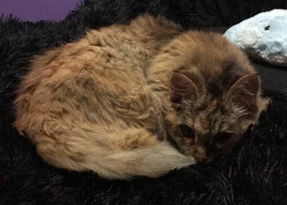 Tax is registered to the contest to win money with this photo: british_longhair, carnivore, cat, claw, comfort, domestic_short_haired_cat, felidae, fur, grass, paw, small_to_medium_sized_cats, tail, terrestrial_animal, whiskers