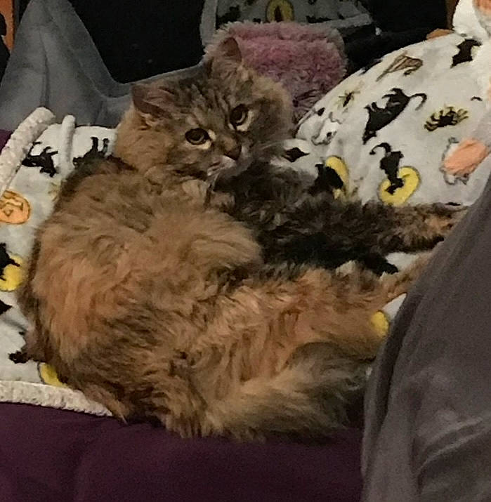 Tax joined the competition — help win amazing prizes! bed, carnivore, cat, comfort, domestic_short_haired_cat, felidae, fur, grey, nap, pattern, paw, plant, small_to_medium_sized_cats, tail, whiskers