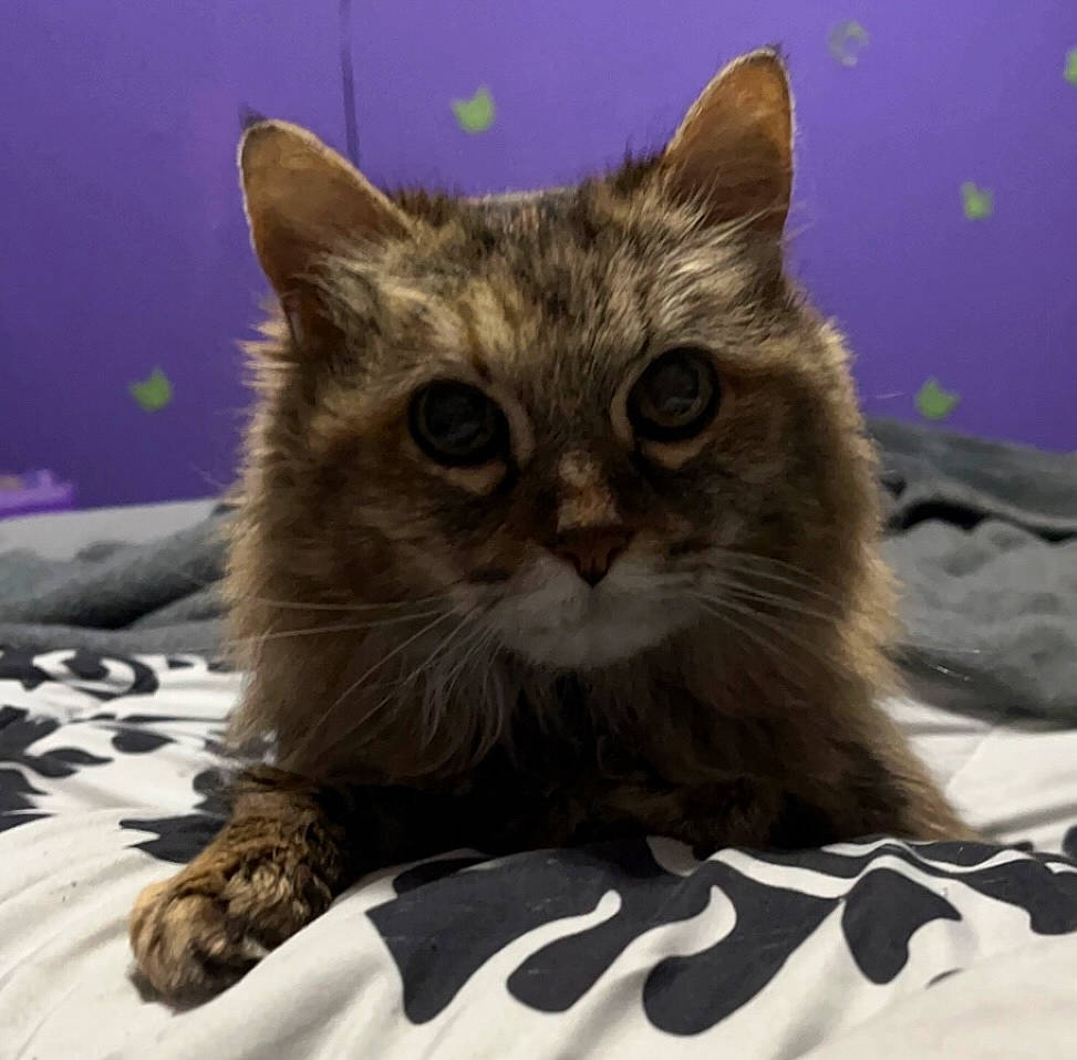 Tax joined the competition — help win amazing prizes! bed, carnivore, cat, claw, comfort, domestic_short_haired_cat, fawn, felidae, fur, paw, small_to_medium_sized_cats, snout, terrestrial_animal, whiskers