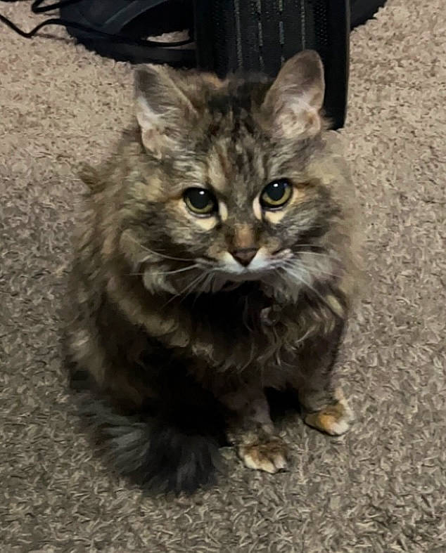 Tax joined the competition — help win amazing prizes! asphalt, carnivore, cat, domestic_short_haired_cat, felidae, fur, grass, maine_coon, paw, road_surface, sitting, small_to_medium_sized_cats, snout, soil, tail, terrestrial_animal, tire, whiskers, wildlife, window