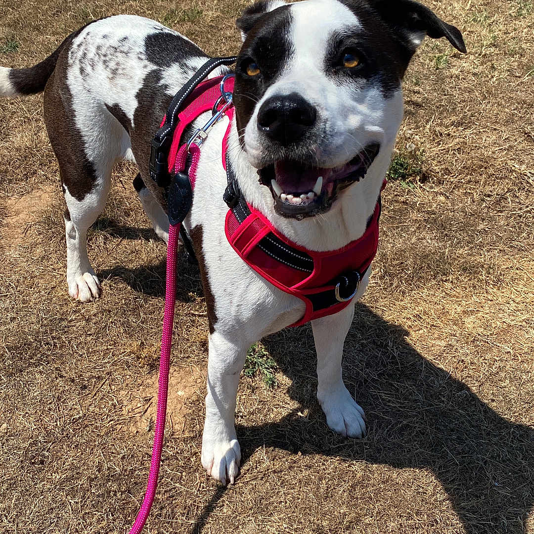 Haïti participe au concours pour gagner de l'argent avec cette photo : accessories, animal, bulldog, canine, collar, dog, grass, harness, hound, husky, leash, nature, outdoors, park, pet, plant, puppy, soil, strap, whitedog