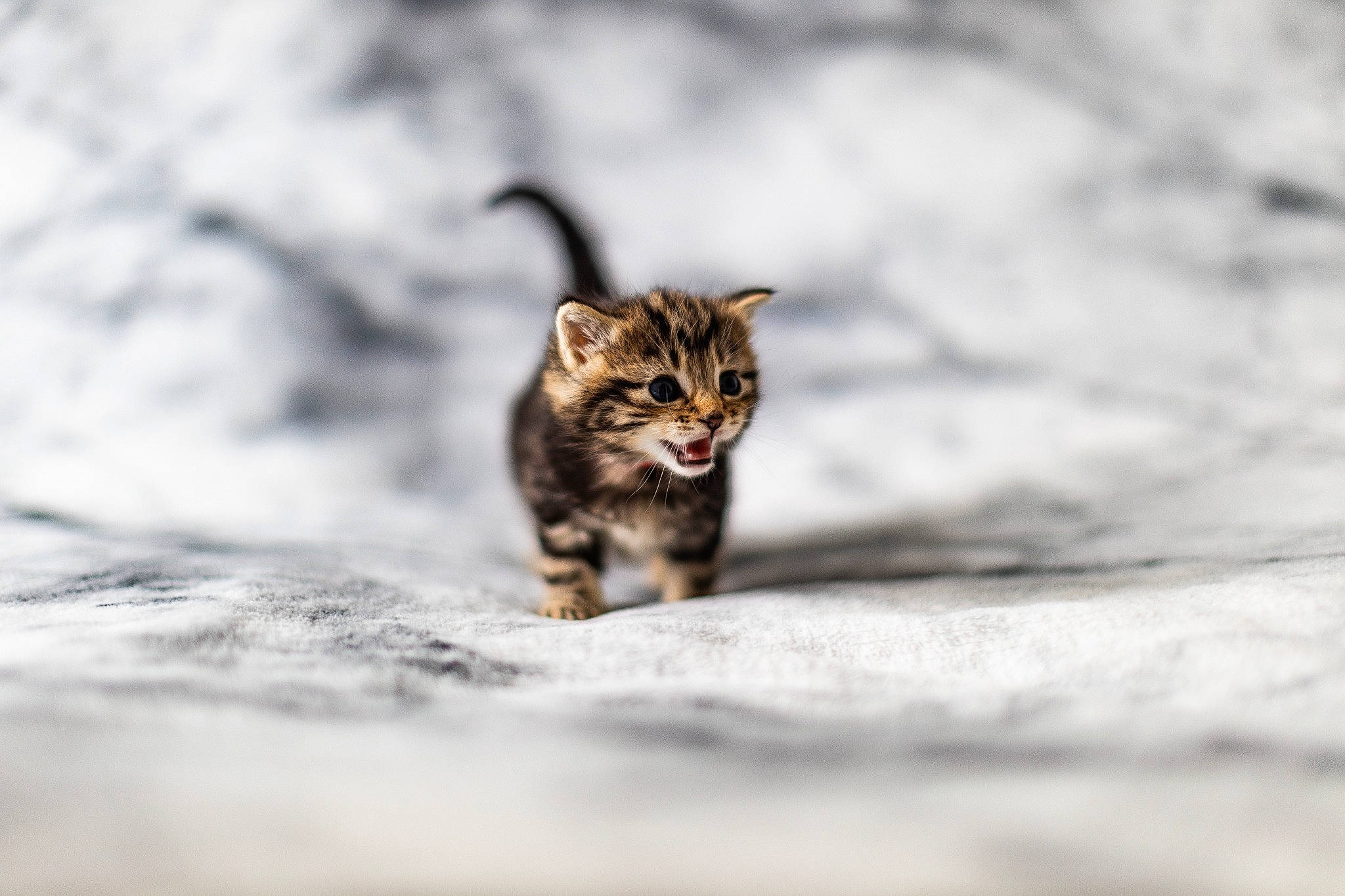 Zeus is registered to the contest to win money with this photo: carnivore, cat, claw, domestic_short_haired_cat, felidae, freezing, fur, monochrome, monochrome_photography, paw, small_to_medium_sized_cats, snout, snow, tail, terrestrial_animal, water, whiskers, wildlife, winter, wood