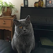 Lucie a rejoint le concours — aidez-le/la à gagner de superbes lots ! cat, one_eyed_cat, gray_cat, amber_eye, plant, potted_plant, wooden_drawer, piano, owl_figurines, framed_photo, black_surface, indoor, pet, feline, whiskers, curious, sitting, home_interior, furniture, decor