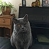 cat, one_eyed_cat, gray_cat, amber_eye, plant, potted_plant, wooden_drawer, piano, owl_figurines, framed_photo, black_surface, indoor, pet, feline, whiskers, curious, sitting, home_interior, furniture, decor