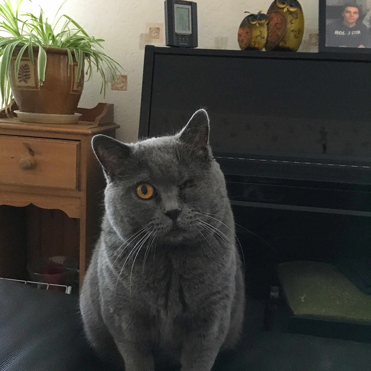 Lucie a rejoint le concours — aidez-le/la à gagner de superbes lots ! cat, one_eyed_cat, gray_cat, amber_eye, plant, potted_plant, wooden_drawer, piano, owl_figurines, framed_photo, black_surface, indoor, pet, feline, whiskers, curious, sitting, home_interior, furniture, decor