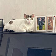 Sumo a rejoint le concours — aidez-le/la à gagner de superbes lots ! cat, animal, pet, indoor, piano, furniture, photograph, picture_frame, relaxing, white_cat, gray_spots, domestic, table_top, resting, calm, home, cozy, portrait, mammal, feline