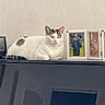cat, animal, pet, indoor, piano, furniture, photograph, picture_frame, relaxing, white_cat, gray_spots, domestic, table_top, resting, calm, home, cozy, portrait, mammal, feline