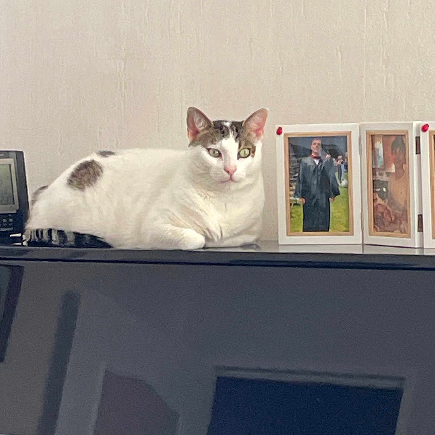 Sumo