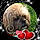 Joelle D.