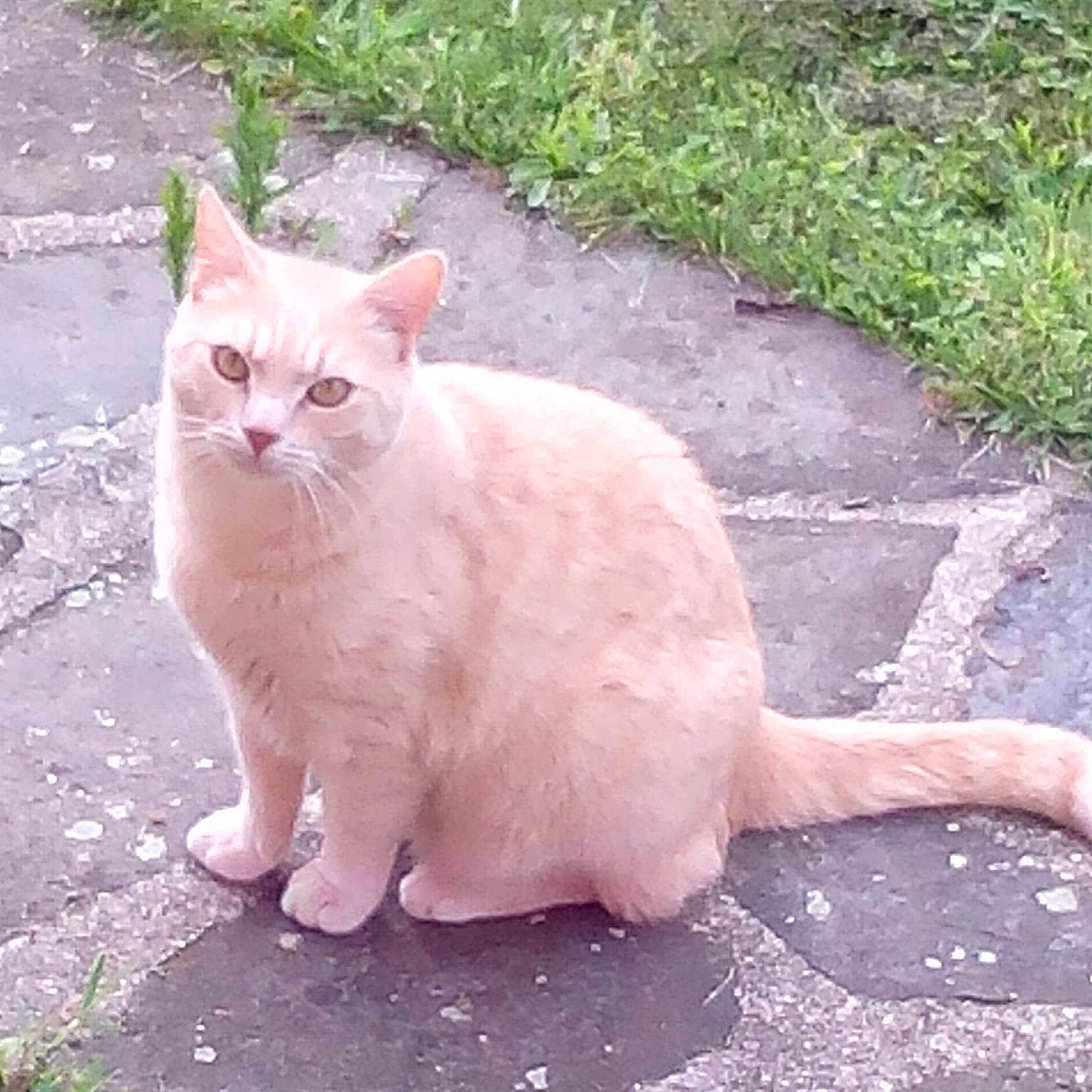 Tony