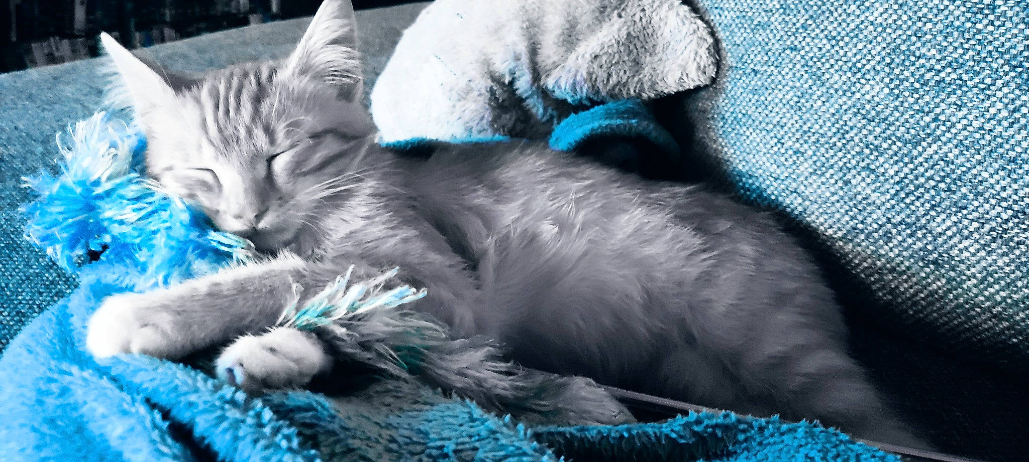 Fendy participe au concours pour gagner de l'argent avec cette photo : azure, bed, blue, carnivore, cat, cat_bed, cat_supply, claw, comfort, domestic_short_haired_cat, electric_blue, felidae, fur, nap, paw, small_to_medium_sized_cats, snout, tail, textile, whiskers