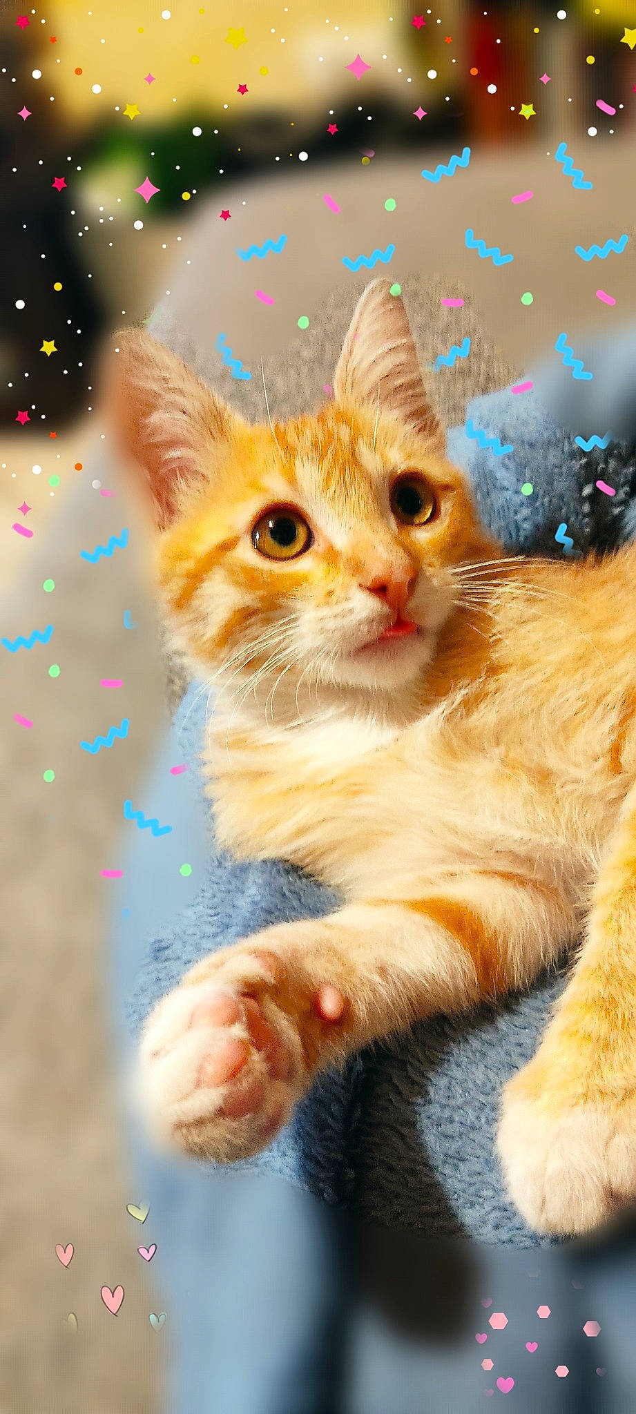 Fendy participe au concours pour gagner de l'argent avec cette photo : art, carnivore, cat, christmas, christmas_decoration, christmas_eve, christmas_ornament, claw, domestic_short_haired_cat, event, fawn, felidae, fur, holiday, organism, paw, small_to_medium_sized_cats, snout, tail, whiskers