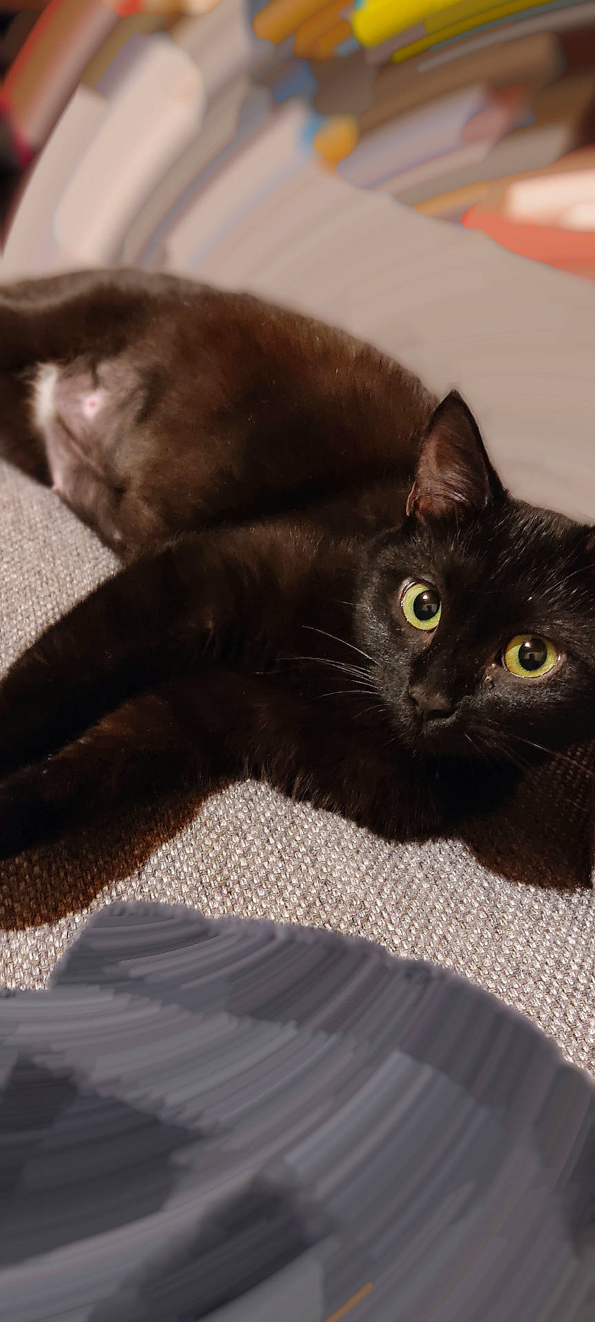 Zoe a rejoint le concours — aidez-le/la à gagner de superbes lots ! black_cat, bombay, brown, carnivore, cat, claw, comfort, domestic_short_haired_cat, felidae, fur, grey, mammal, paw, plant, sitting, small_to_medium_sized_cats, snout, tail, vertebrate, whiskers