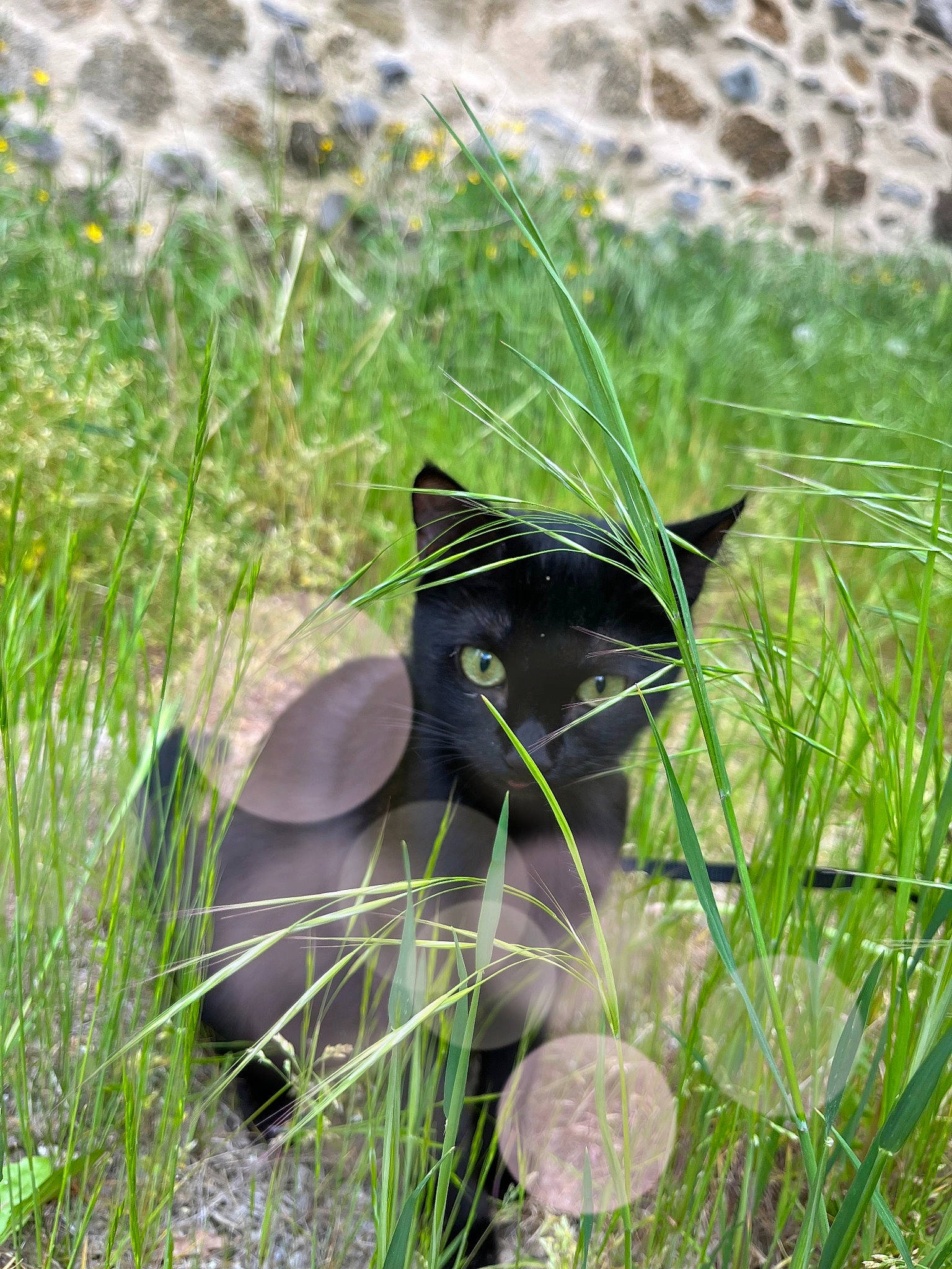 Zoe participe au concours pour gagner de l'argent avec cette photo : annual_plant, beak, carnivore, cat, flowering_plant, grass, grassland, groundcover, herbaceous_plant, meadow, natural_landscape, natural_material, plant, plant_community, prairie, shrubland, terrestrial_animal, terrestrial_plant, wildlife, working_animal