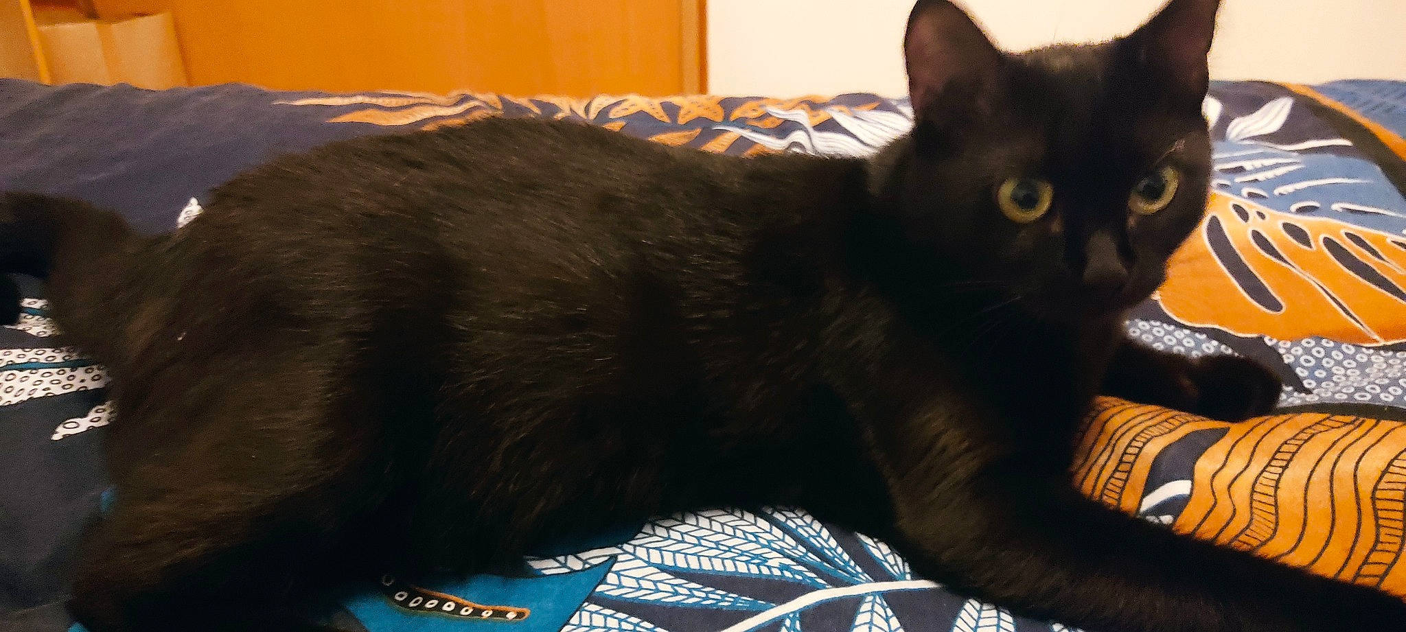 Zoe a rejoint le concours — aidez-le/la à gagner de superbes lots ! black_cat, bombay, carnivore, cat, cat_supply, claw, comfort, domestic_short_haired_cat, electric_blue, felidae, fur, havana_brown, paw, small_to_medium_sized_cats, snout, tail, terrestrial_animal, whiskers