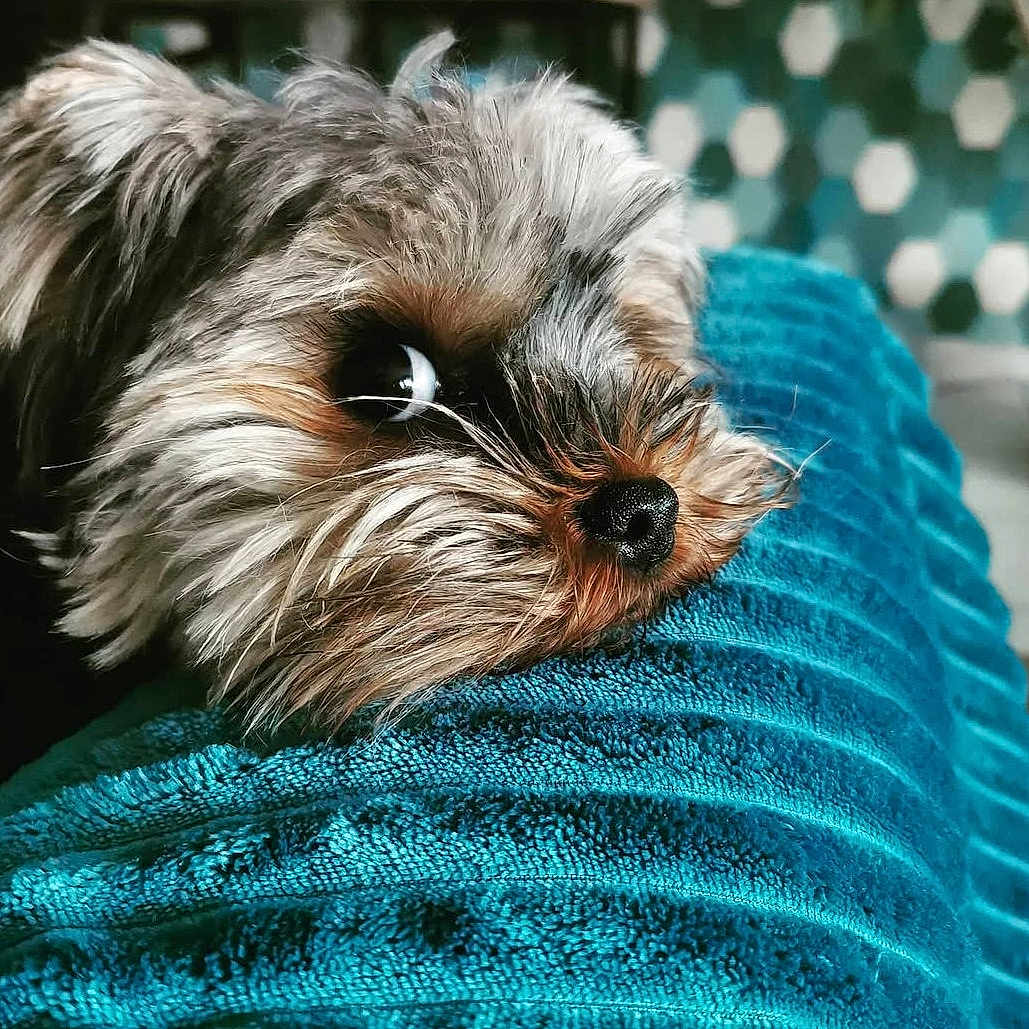 Olie