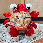 Felix joined the competition — help win amazing prizes! cat, costume, red, orange_tabby, pet, animal, indoor, carpet, floor, cute, funny, dress_up, claws, googly_eyes, whiskers, fur, domestic_cat, portrait, close_up, playful