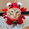 cat, costume, red, orange_tabby, pet, animal, indoor, carpet, floor, cute, funny, dress_up, claws, googly_eyes, whiskers, fur, domestic_cat, portrait, close_up, playful