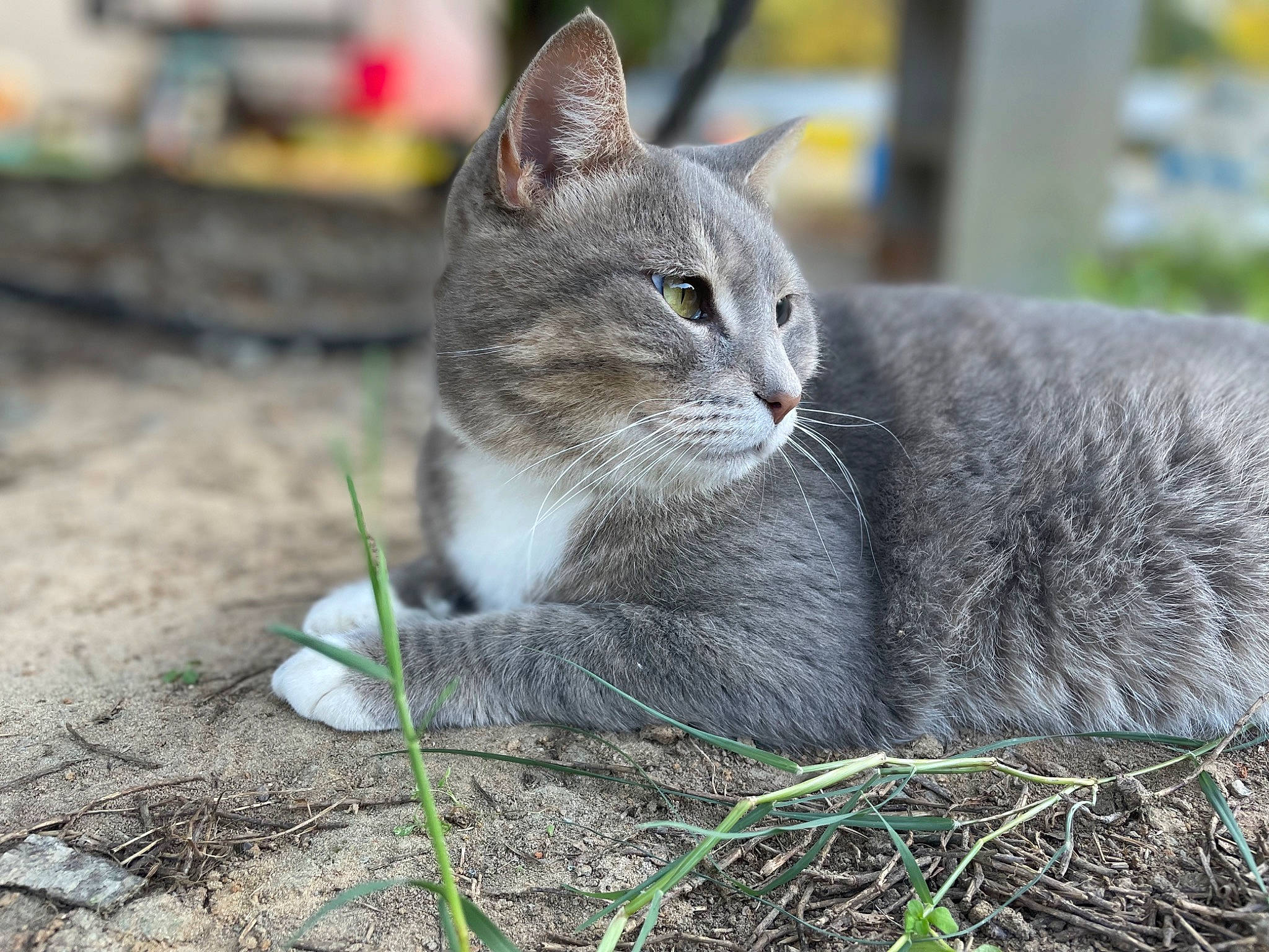 Claire is registered to the contest to win money with this photo: carnivore, cat, domestic_short_haired_cat, eye, felidae, fur, grass, grey, groundcover, plant, sitting, small_to_medium_sized_cats, snout, soil, tail, terrestrial_animal, tree, whiskers, wildlife, wood