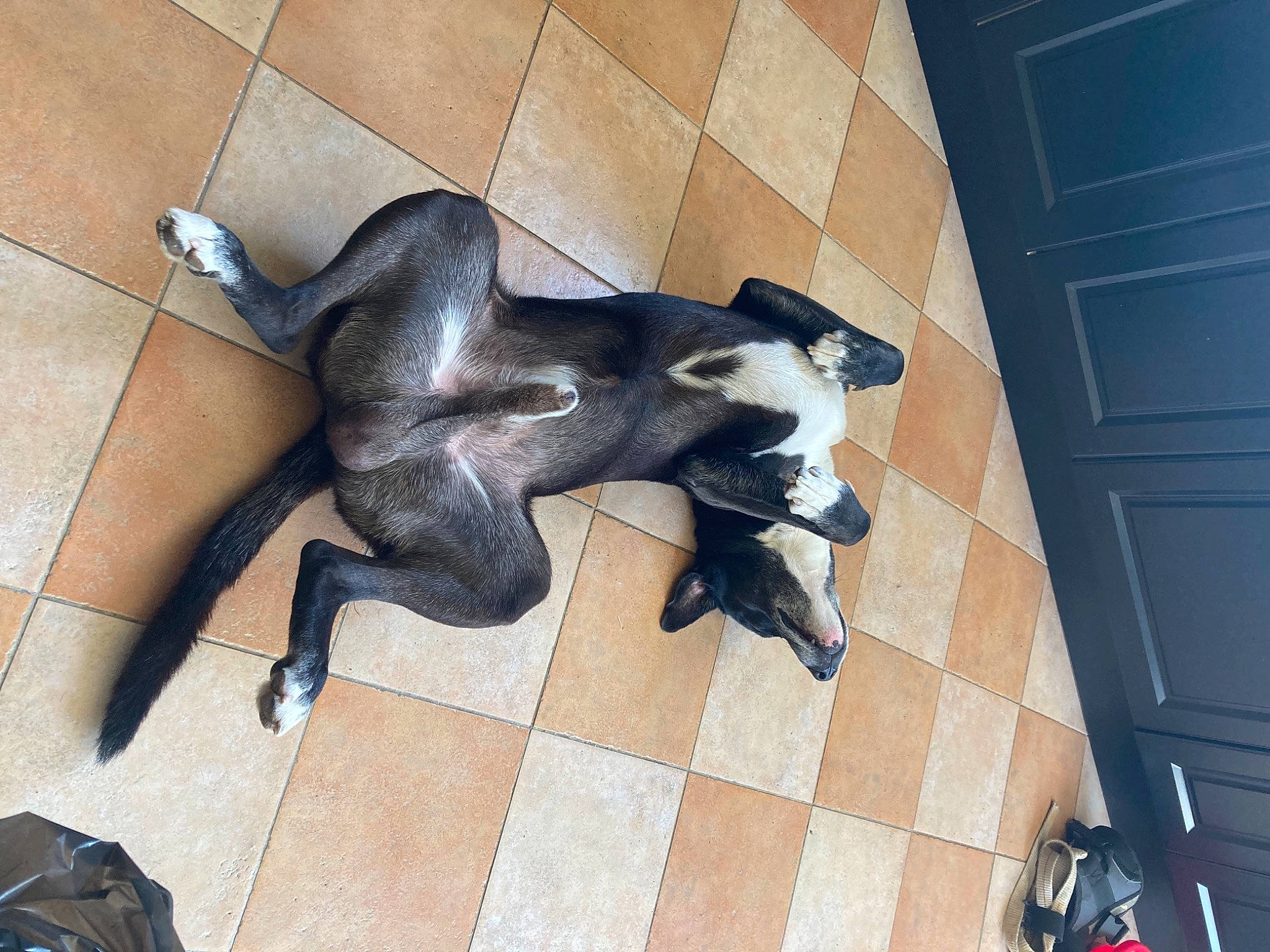 Noe a rejoint le concours — aidez-le/la à gagner de superbes lots ! art, canidae, carnivore, comfort, companion_dog, dog, dog_breed, fawn, flooring, fur, hardwood, human_leg, metal, sculpture, snout, sporting_group, statue, tail, terrestrial_animal, wood