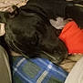 Moon joined the competition — help win amazing prizes! dog, black_dog, sleeping, blanket, plaid, toy, indoor, resting, pet, close_up, cozy, fur, animal, canine, comfort, relaxation, home, soft, laying_down, peaceful