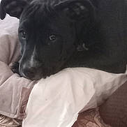 Moon is registered to the contest to win money with this photo: dog, black_dog, resting, pillow, blanket, indoors, cozy, pet, canine, sleepy, fur, snout, ears, comfort, relaxation, domestic, animal, laying, closeup, couch