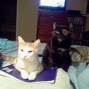 Bunny is registered to the contest to win money with this photo: animal, bed, black_cat, blanket, cat, cats, cozy, cute, domestic_animal, feline, furniture, home, indoor, living_room, notebook, orange_cat, pet, relaxing, resting, sleepy