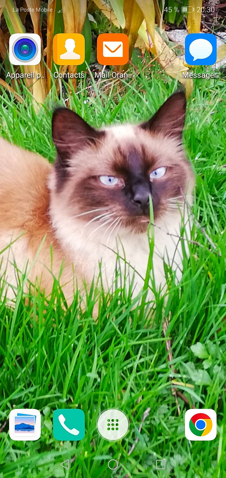 Rolex a rejoint le concours — aidez-le/la à gagner de superbes lots ! balinese, birman, carnivore, cat, close_up, fawn, felidae, fur, grass, groundcover, plant, ragdoll, siamese, small_to_medium_sized_cats, snout, terrestrial_animal, thai, whiskers