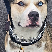 Whiskey joined the competition — help win amazing prizes! dog, heterochromia, blue_eye, brown_eye, close_up, collar, chain_collar, leash, pet_tag, sitting, pavement, outdoor, canine, fur, ears, alert, animal, muzzle, portrait, person_in_background