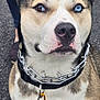 dog, heterochromia, blue_eye, brown_eye, close_up, collar, chain_collar, leash, pet_tag, sitting, pavement, outdoor, canine, fur, ears, alert, animal, muzzle, portrait, person_in_background