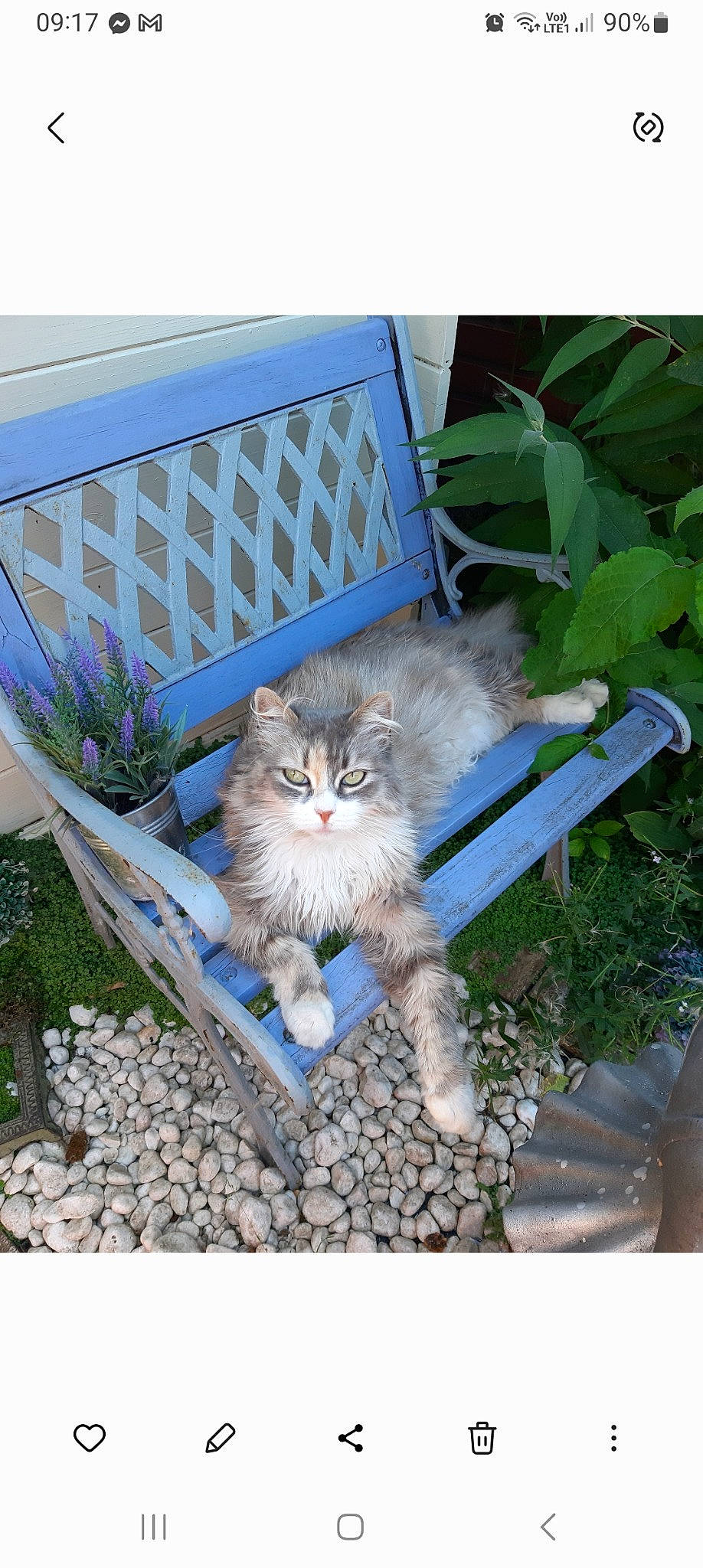 Corail participe au concours pour gagner de l'argent avec cette photo : bench, carnivore, cat, chair, domestic_short_haired_cat, fawn, felidae, flowerpot, fur, grass, outdoor_furniture, plant, porch, sitting, small_to_medium_sized_cats, tail, terrestrial_animal, whiskers, window, wood