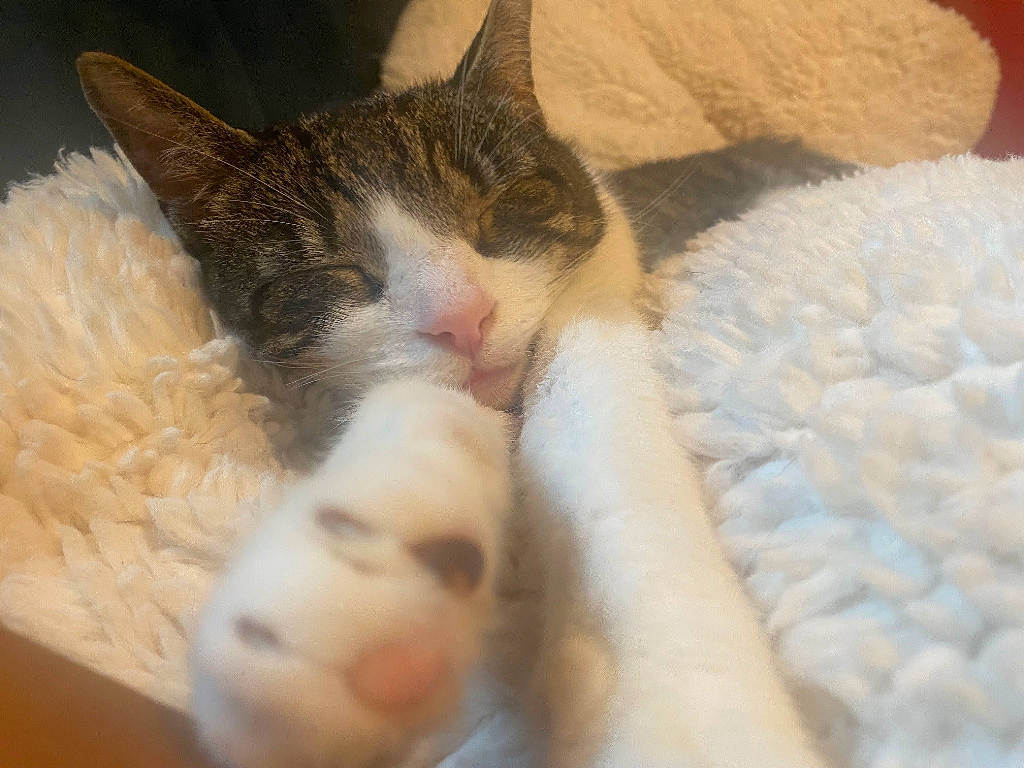 Fluff is registered to the contest to win money with this photo: bedding, carnivore, cat, claw, cloud, comfort, domestic_short_haired_cat, fawn, felidae, foot, fur, human_leg, linens, nap, paw, small_to_medium_sized_cats, snout, tail, whiskers, wood