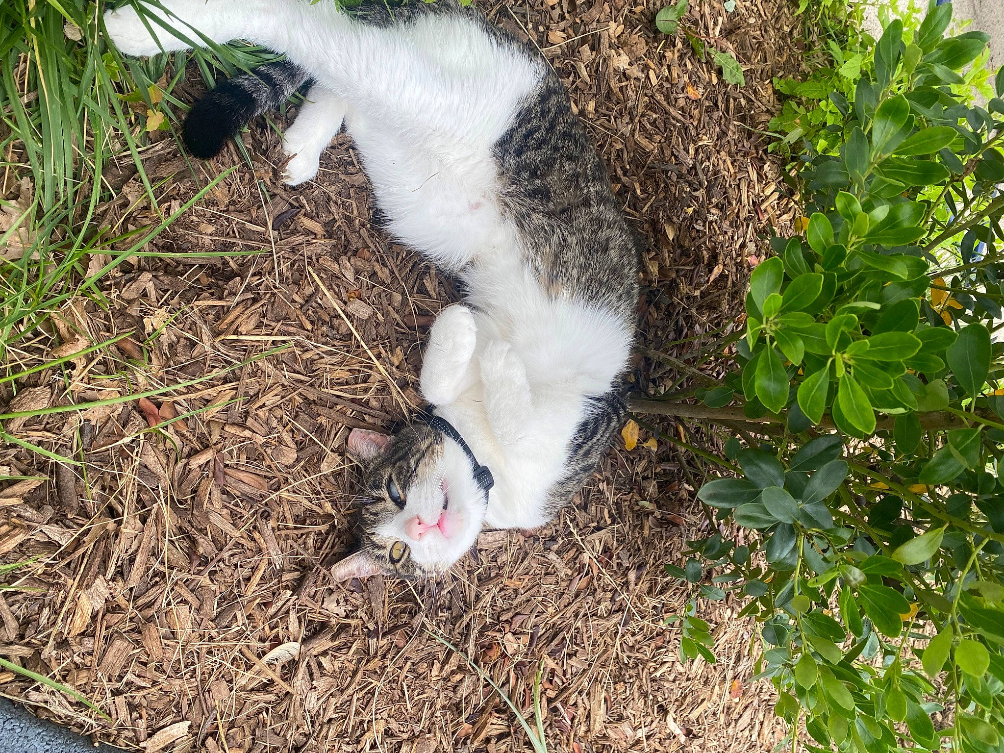 Fluff is registered to the contest to win money with this photo: canidae, carnivore, cat, dog_breed, felidae, fur, grass, groundcover, paw, plant, small_to_medium_sized_cats, soil, sporting_group, tail, terrestrial_animal, tree, water_bird, whiskers, wildlife