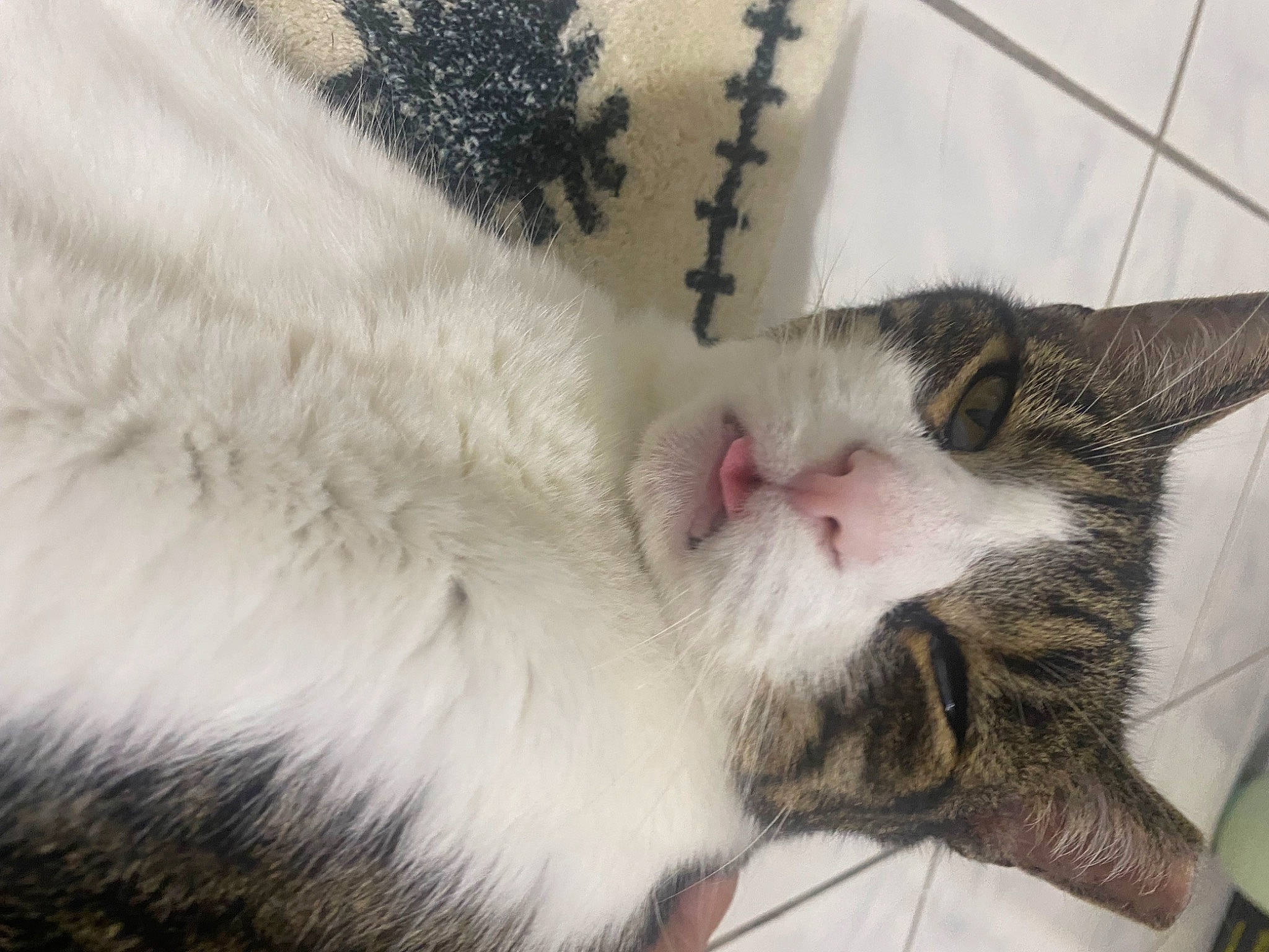 Fluff joined the competition — help win amazing prizes! carnivore, cat, claw, comfort, domestic_short_haired_cat, felidae, foot, fur, nap, paw, sleep, small_to_medium_sized_cats, snout, tail, whiskers