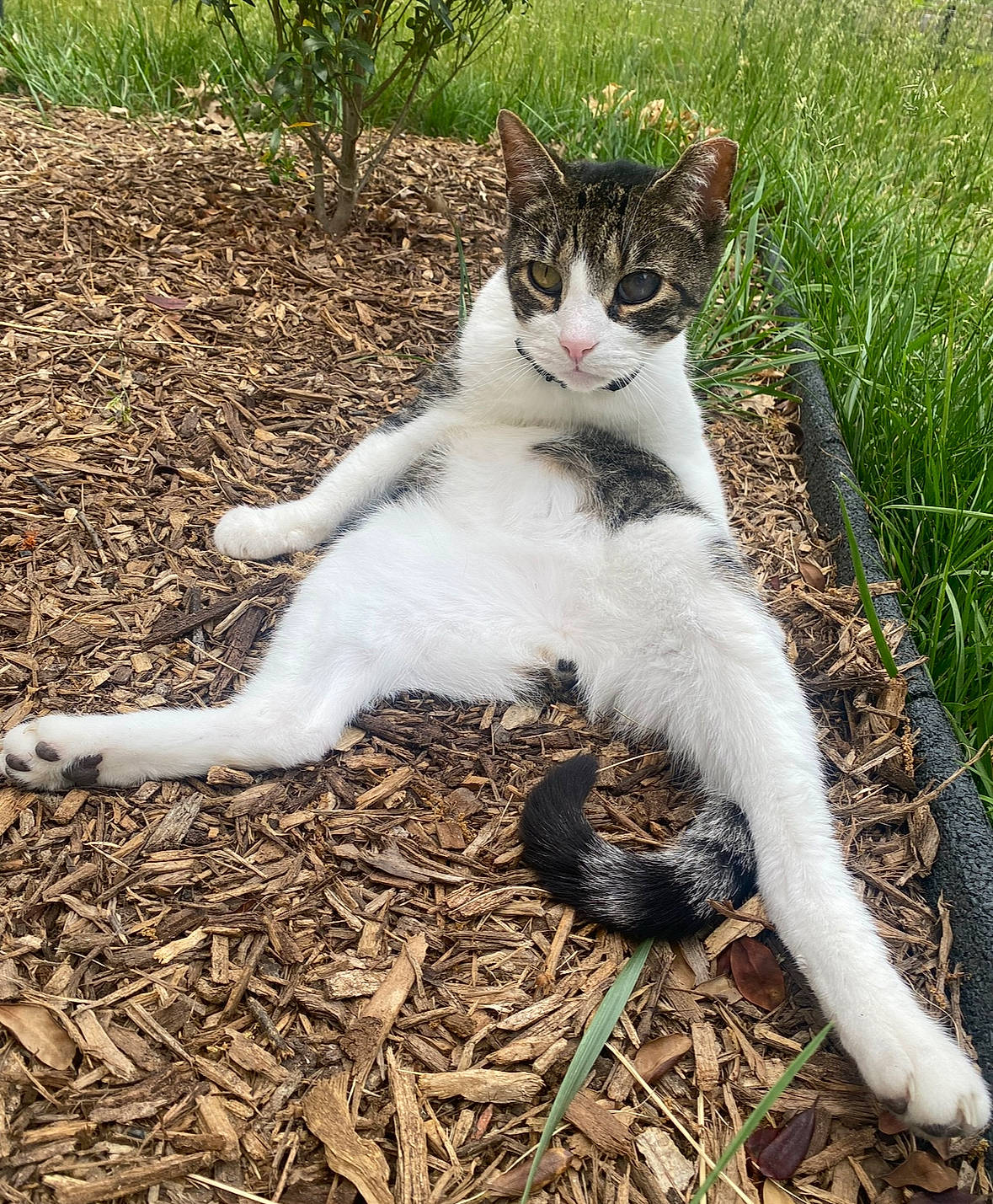 Fluff joined the competition — help win amazing prizes! carnivore, cat, domestic_short_haired_cat, fawn, felidae, foot, fur, grass, groundcover, paw, plant, sitting, small_to_medium_sized_cats, snout, soil, tail, terrestrial_animal, tree, whiskers, wildlife