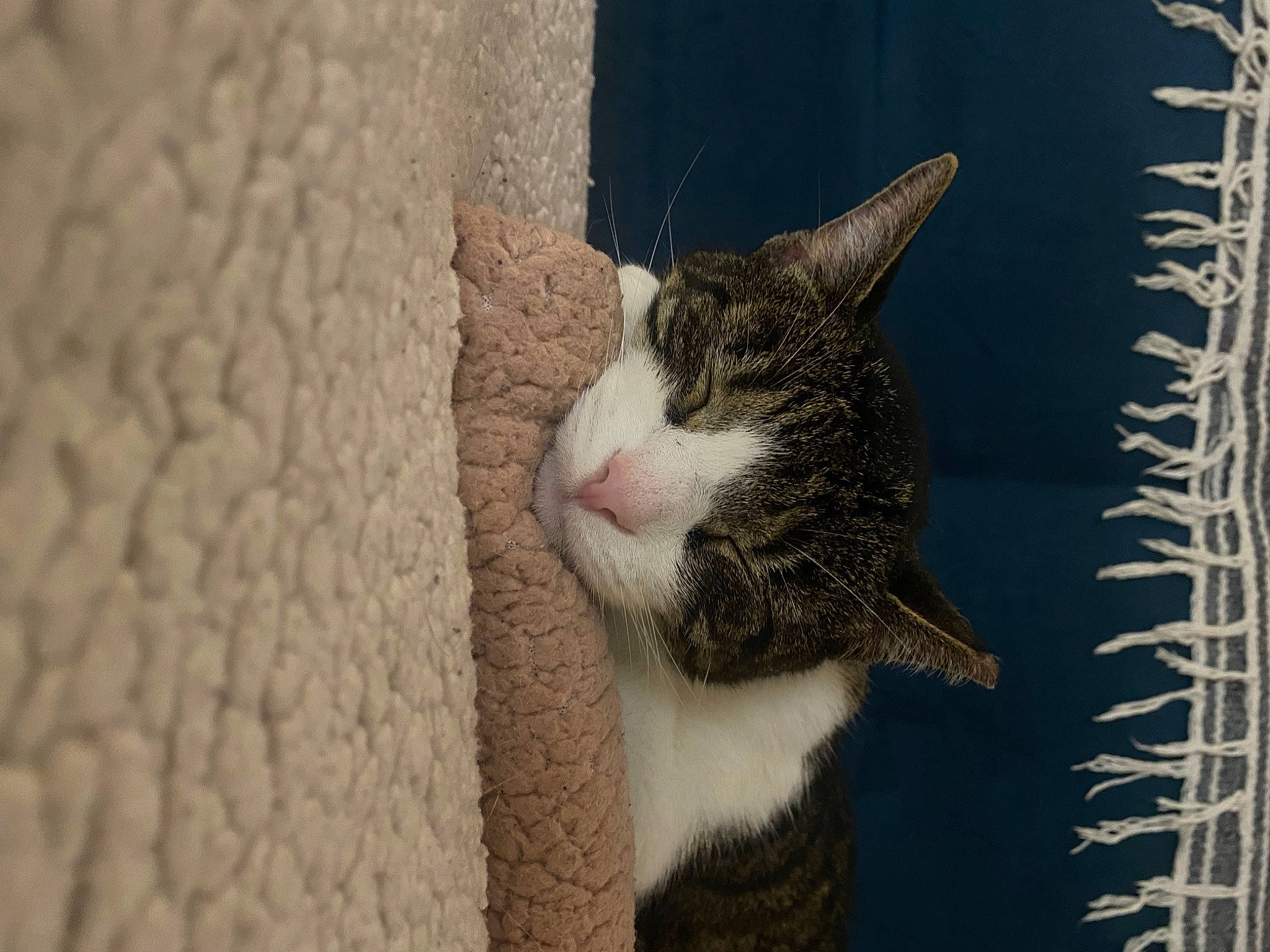 Fluff is registered to the contest to win money with this photo: carnivore, cat, claw, domestic_short_haired_cat, felidae, fur, linens, paw, plant, small_to_medium_sized_cats, snout, tail, terrestrial_animal, tree, whiskers, window, wood