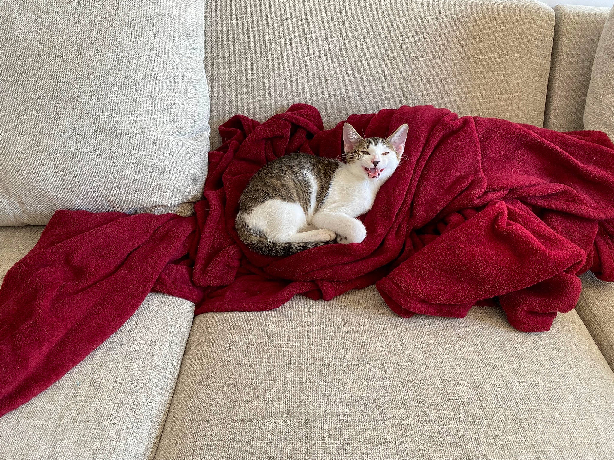 Momo is registered to the contest to win money with this photo: bedding, carnivore, cat, comfort, couch, domestic_short_haired_cat, fawn, felidae, flooring, fur, grey, hardwood, linens, pattern, paw, plant, small_to_medium_sized_cats, tail, whiskers, wood