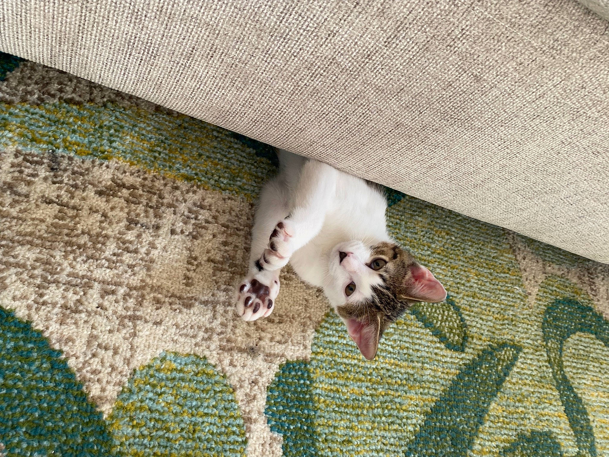 Momo joined the competition — help win amazing prizes! carnivore, comfort, companion_dog, dog, dog_breed, fawn, felidae, floor, flooring, fur, linens, pattern, paw, pet_supply, small_to_medium_sized_cats, sporting_group, tail, toy_dog, whiskers, wood