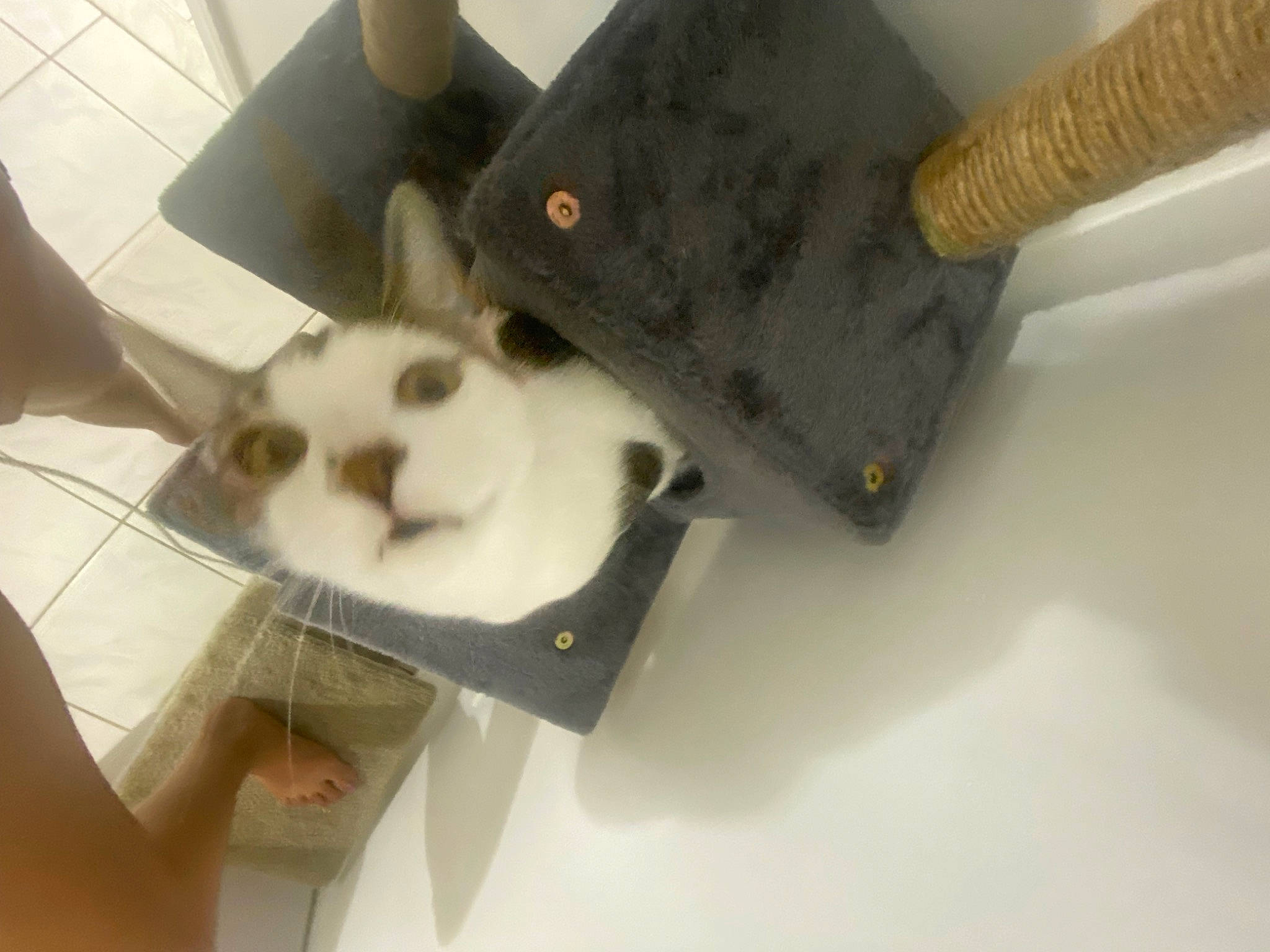 Momo is registered to the contest to win money with this photo: cat, comfort_food, felidae, fur, metal, panda, paper, small_to_medium_sized_cats, whiskers