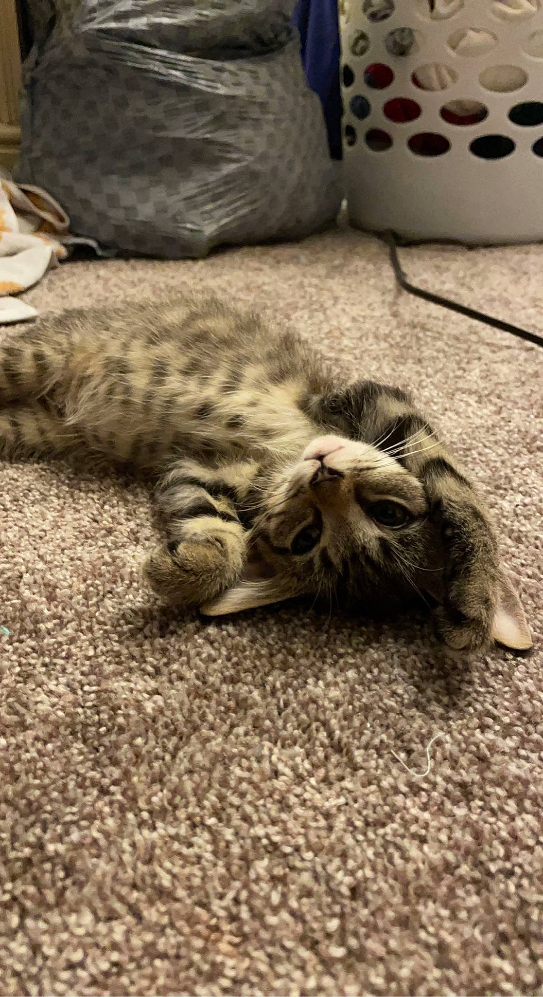 Meadow is registered to the contest to win money with this photo: black, carnivore, cat, comfort, domestic_short_haired_cat, fawn, felidae, flooring, foot, fur, grey, human_leg, mammal, monochrome, small_to_medium_sized_cats, snout, tail, vertebrate, whiskers, wood