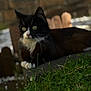 Louis joined the competition — help win amazing prizes! animal, black_and_white, blurred_background, cat, close_up, curious, daylight, fur, garden, grass, green_eyes, nature, outdoor, paws, pet, relaxing, resting, stone, whiskers, wooden_fence