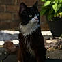 Louis is registered to the contest to win money with this photo: animal, black_and_white, bokeh, brick_wall, cat, close_up, curious, daylight, feline, fur, green_eyes, nature, outdoor, pavement, pet, plant, portrait, shallow_depth_of_field, sitting, whiskers