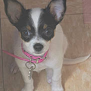 Chuchie is registered to the contest to win money with this photo: puppy, dog, pet, small_dog, collar, pink_collar, ears, floor, tile_floor, cute, animal, young_dog, looking_up, indoor, fur, black_and_white, brown_markings, tail, whiskers, domestic_animal