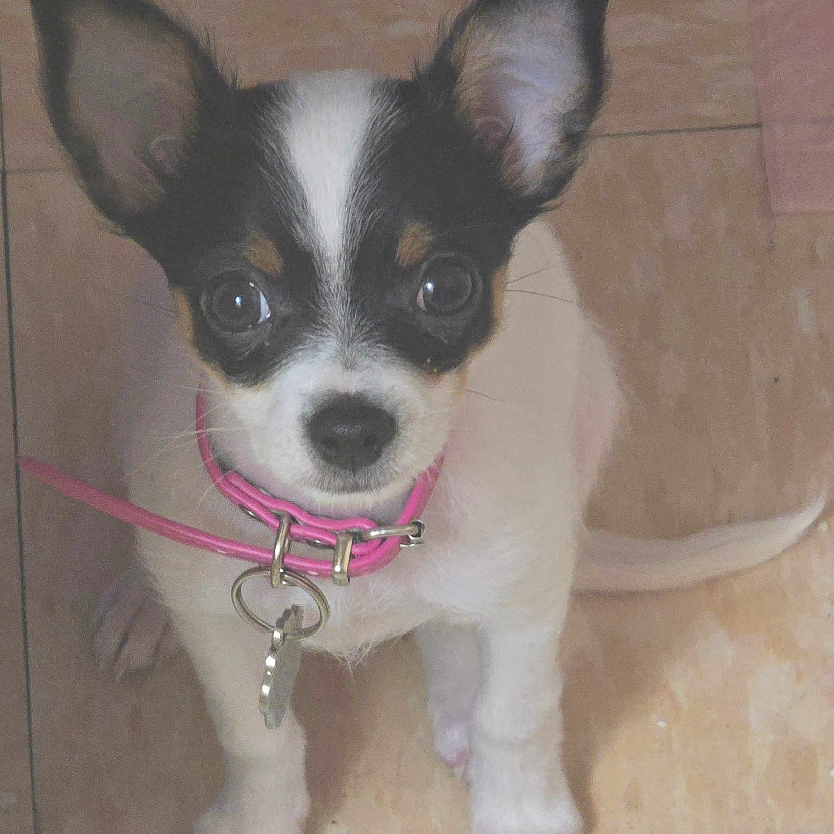 Chuchie is registered to the contest to win money with this photo: puppy, dog, pet, small_dog, collar, pink_collar, ears, floor, tile_floor, cute, animal, young_dog, looking_up, indoor, fur, black_and_white, brown_markings, tail, whiskers, domestic_animal