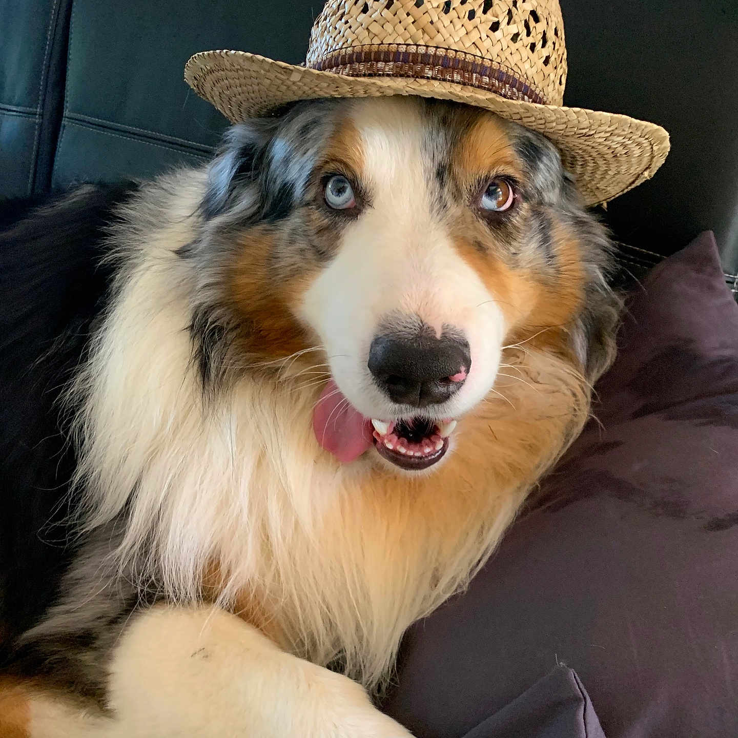 Roy participe au concours pour gagner de l'argent avec cette photo : animal, canine, clothing, collie, couch, cushion, dog, face, furniture, hat, head, homedecor, hound, husky, person, pet, photography, portrait, puppy, sunhat
