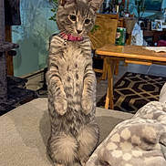 Lila Mae is registered to the contest to win money with this photo: cat, tabby_cat, standing, indoor, living_room, couch, blanket, pink_collar, curious, feline, pet, furniture, plant, table, can, carpet, window, decor, home, cozy